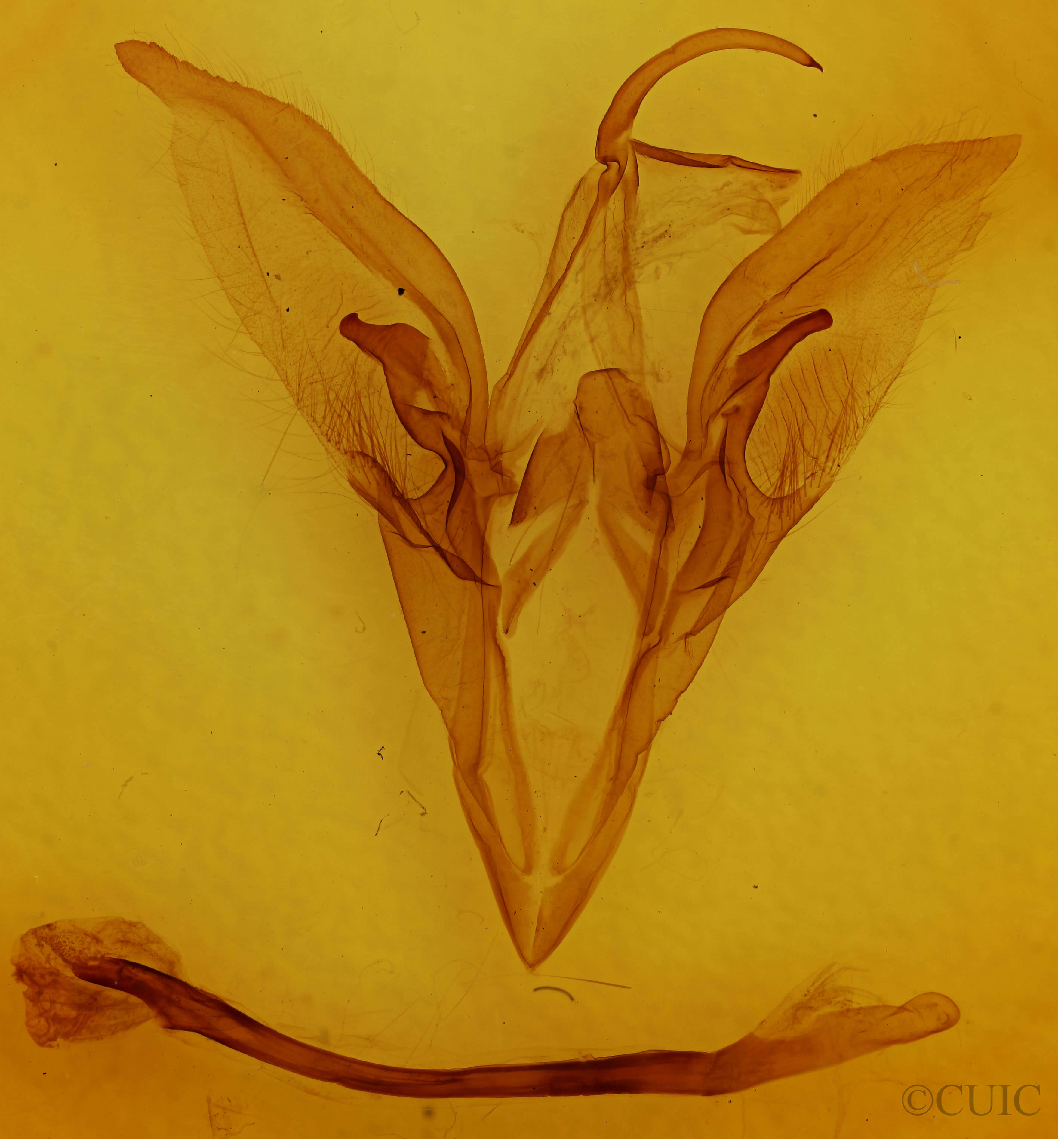 genitalia view of adult Catocala meskei