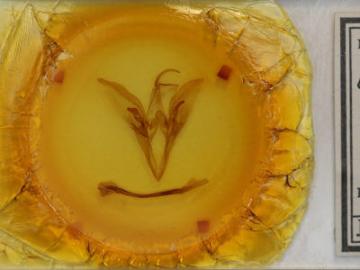 slide view of adult Catocala meskei