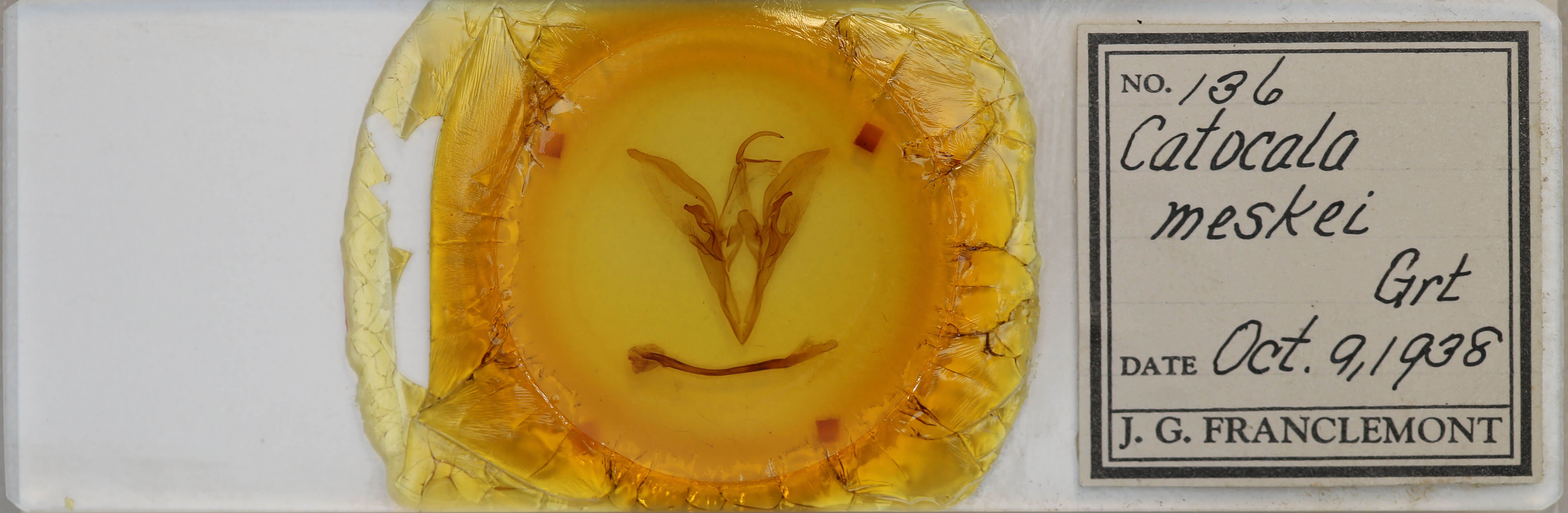 slide view of adult Catocala meskei