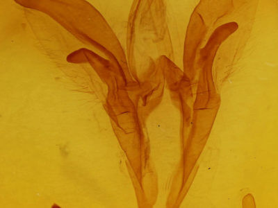 genitalia view of adult Catocala neogama