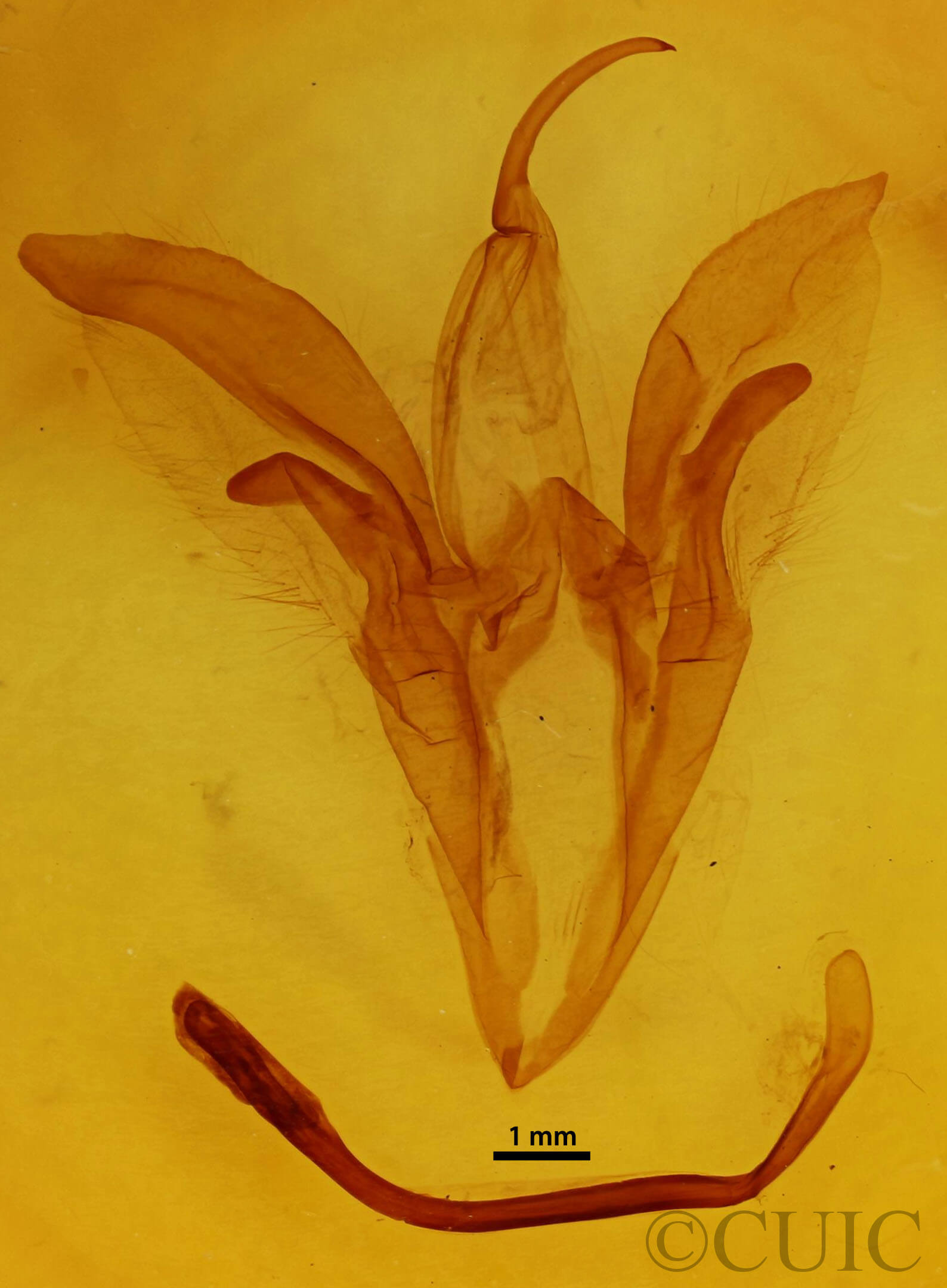 genitalia view of adult Catocala neogama