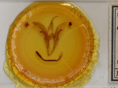 slide view of adult Catocala neogama