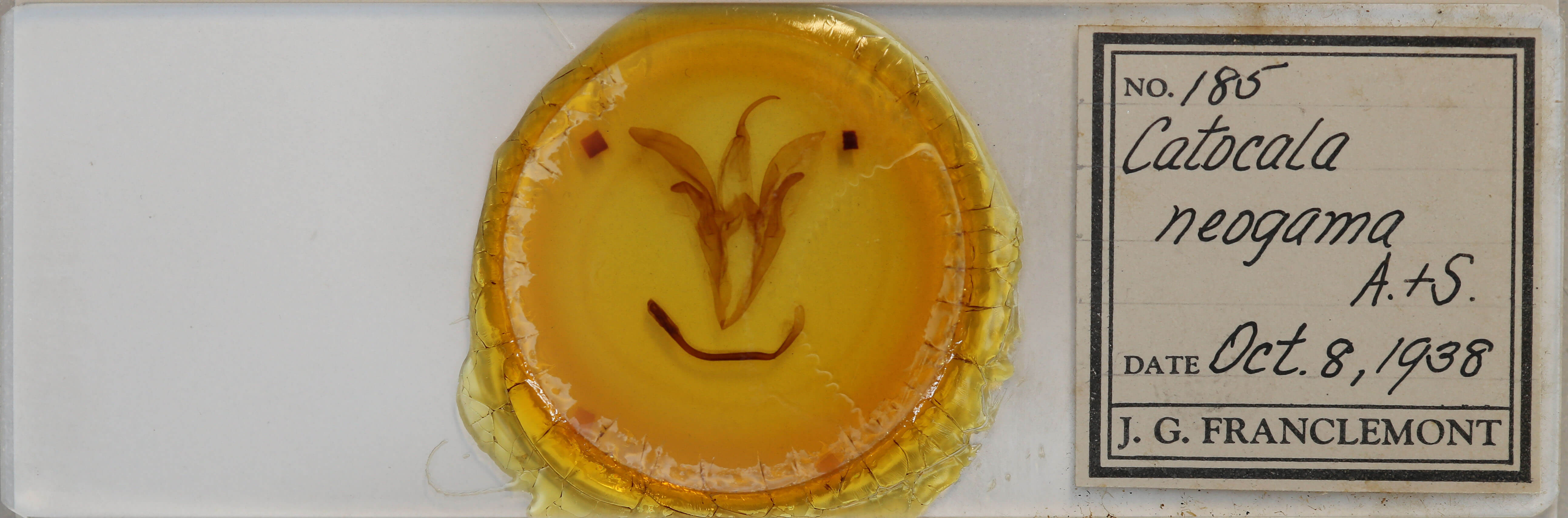 slide view of adult Catocala neogama