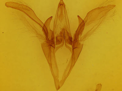 genitalia view of adult Catocala obscura