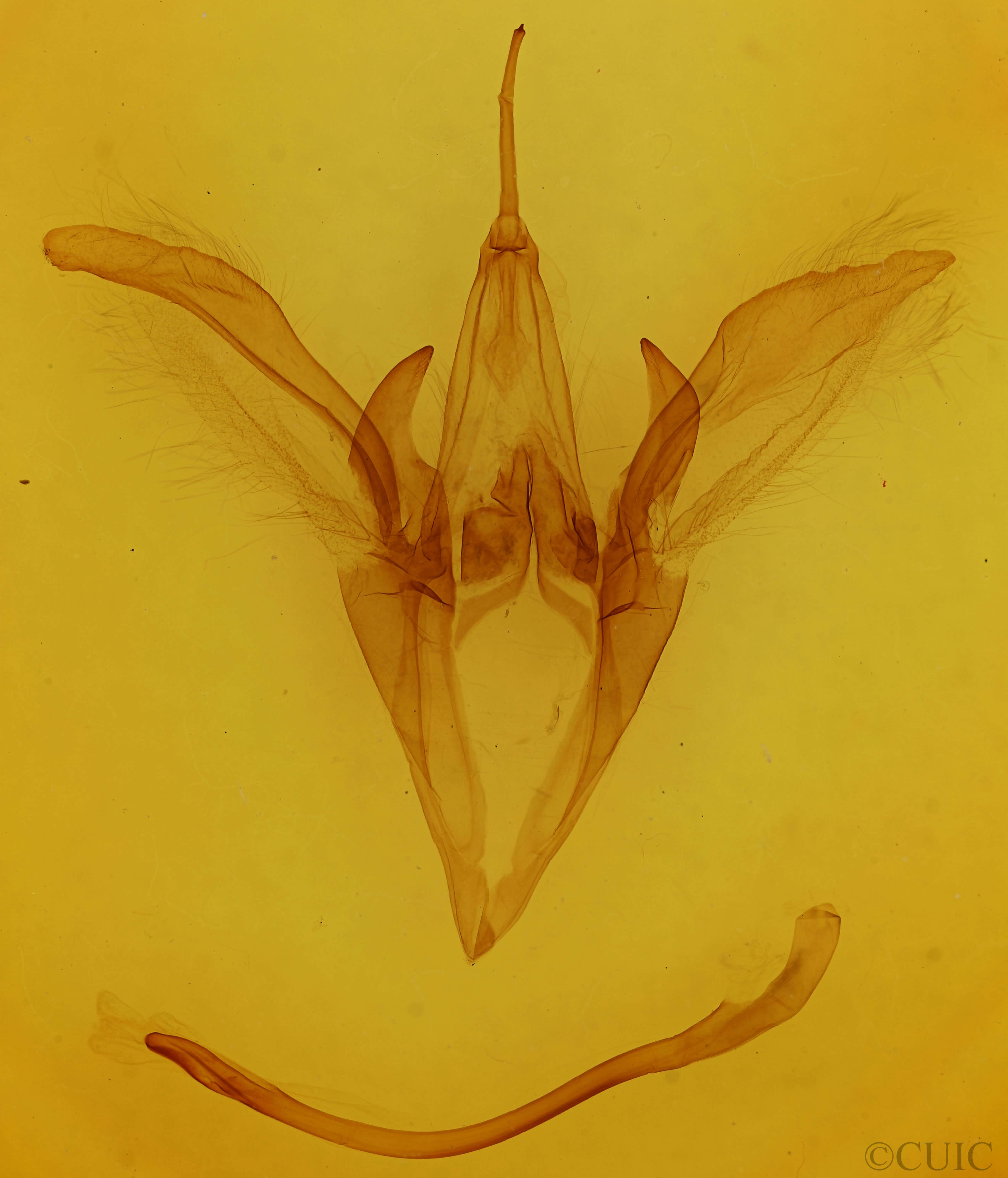 genitalia view of adult Catocala obscura