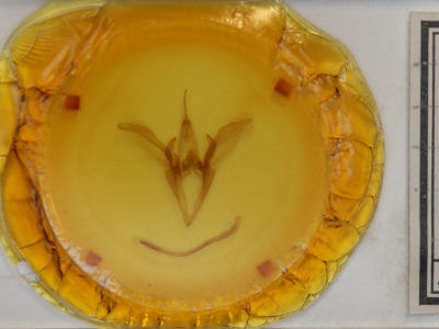 slide view of adult Catocala obscura