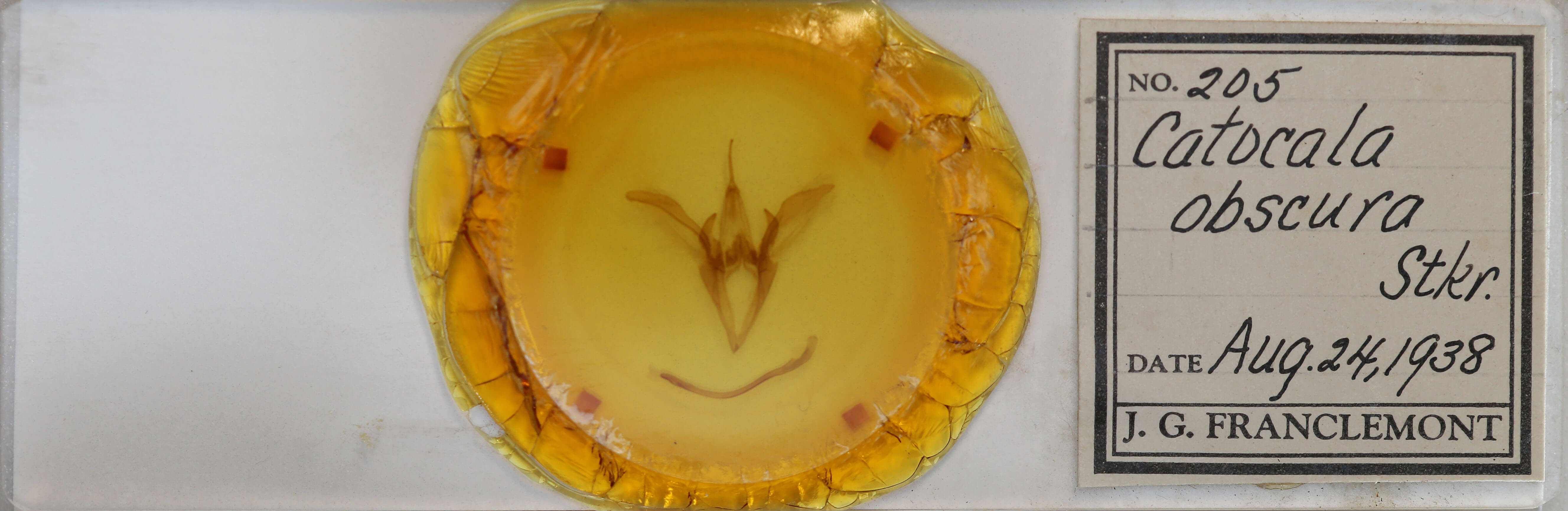 slide view of adult Catocala obscura