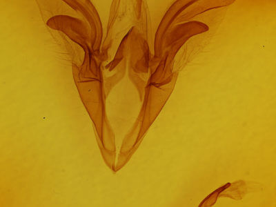 genitalia view of adult Catocala palaeogama