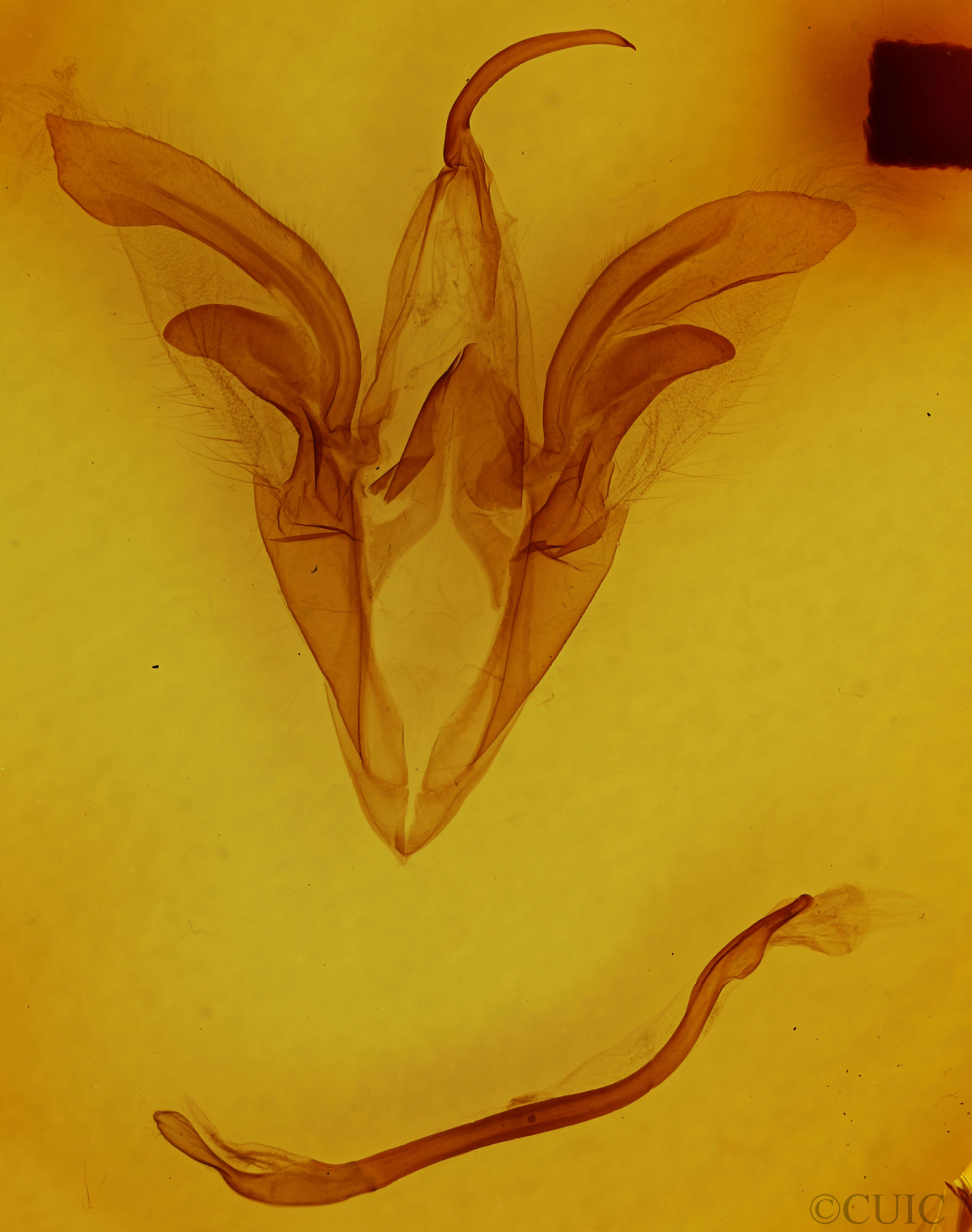 genitalia view of adult Catocala palaeogama
