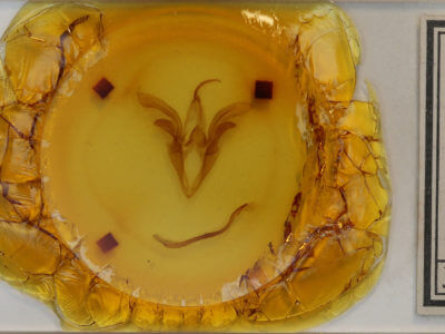 slide view of adult Catocala palaeogama