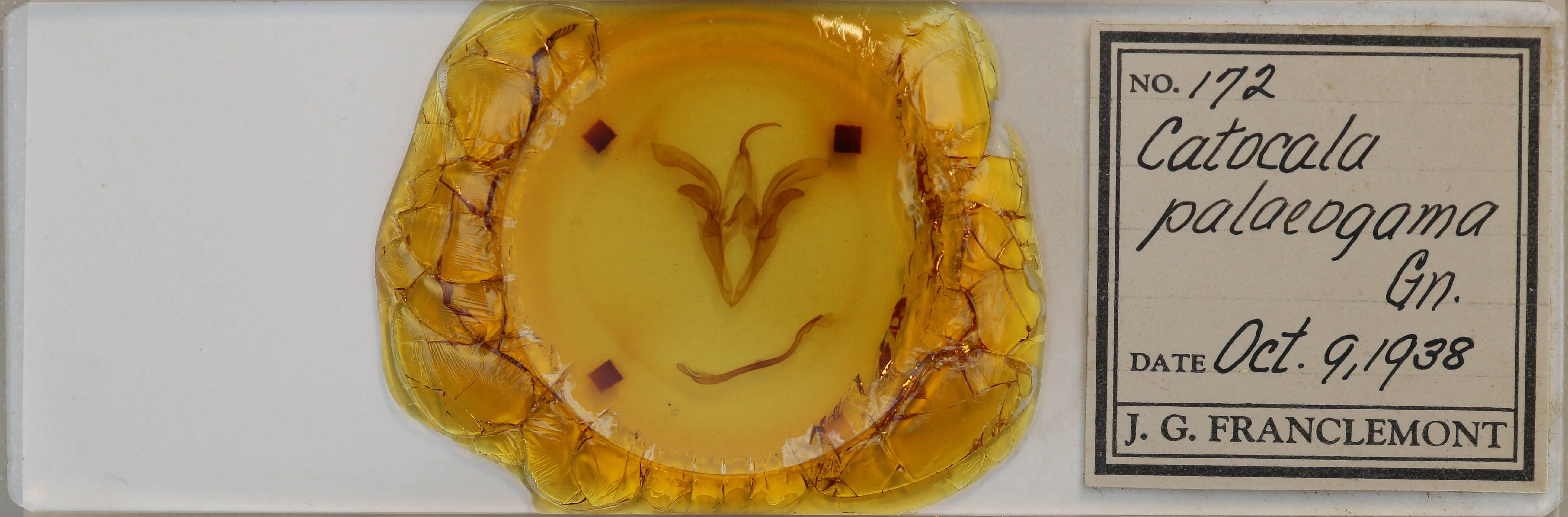 slide view of adult Catocala palaeogama