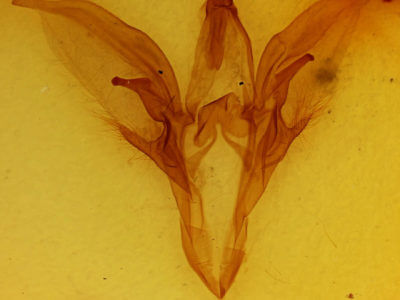 genitalia view of adult Catocala parta