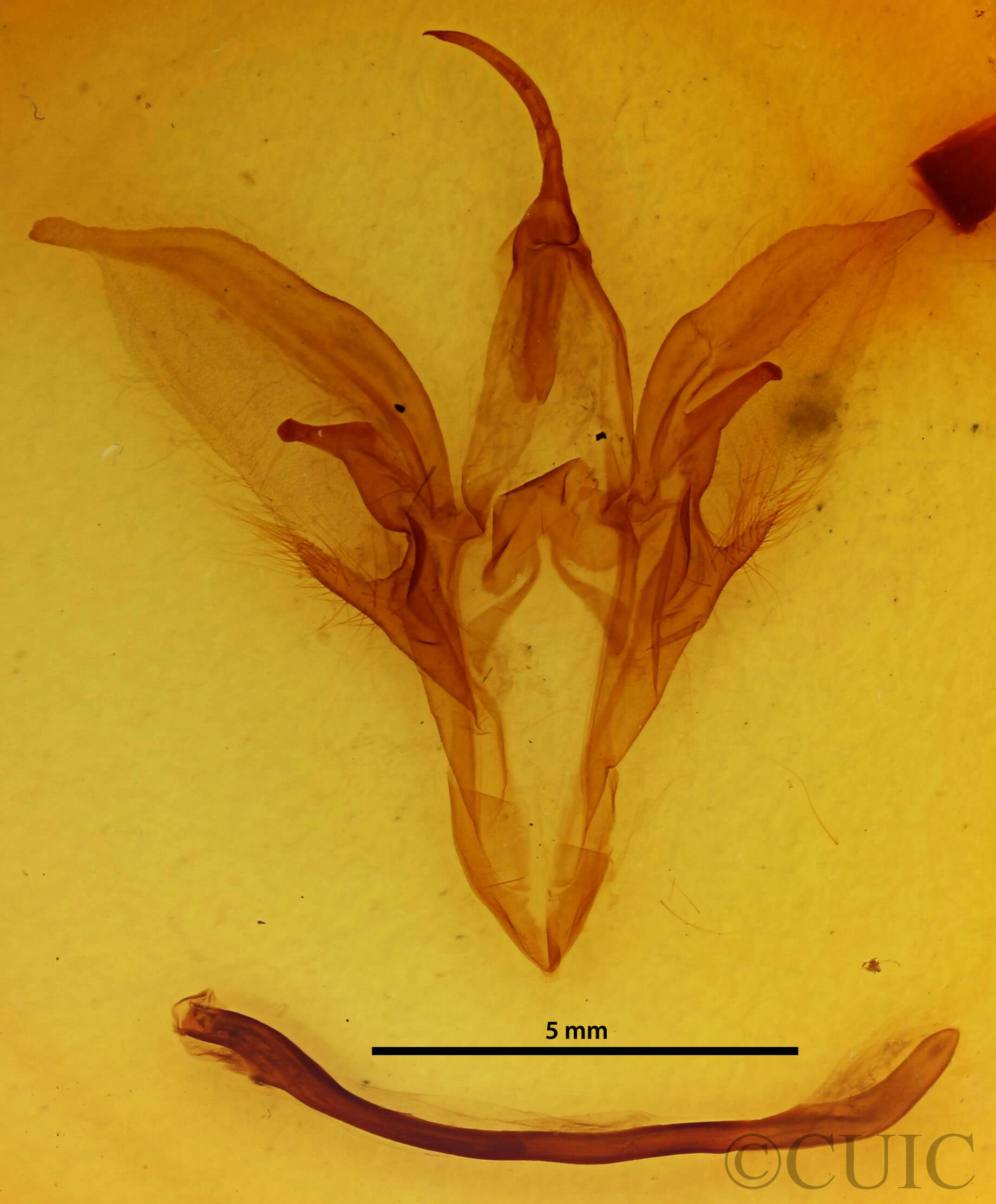 genitalia view of adult Catocala parta