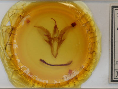 slide view of adult Catocala parta