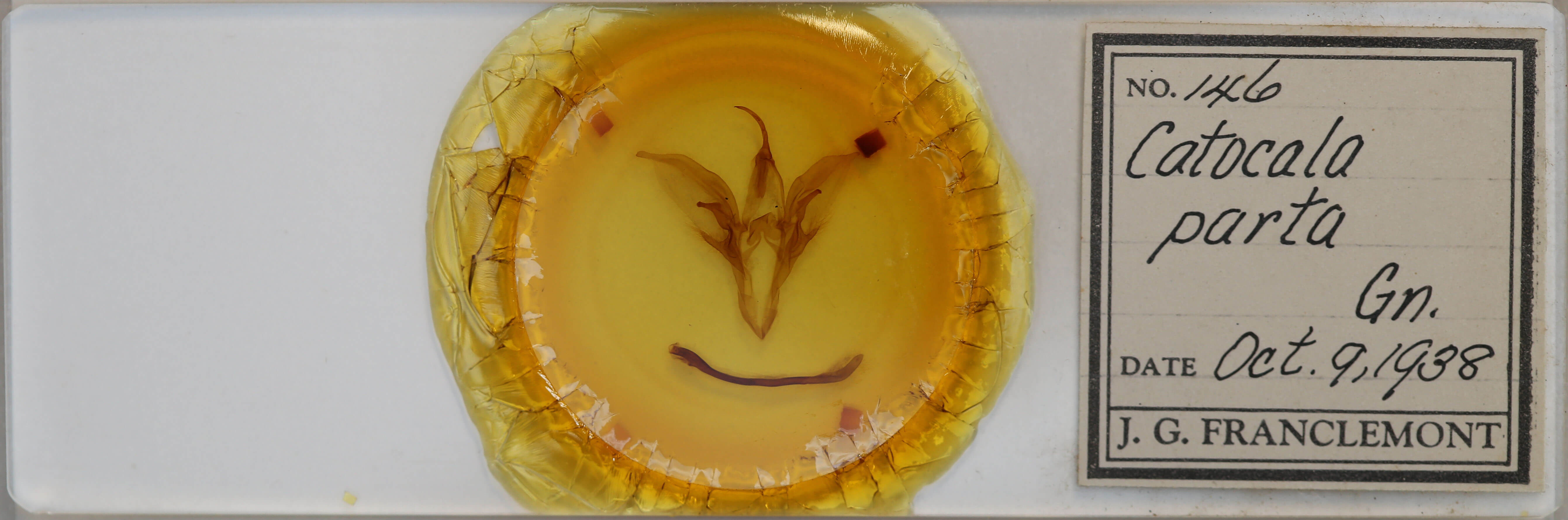 slide view of adult Catocala parta