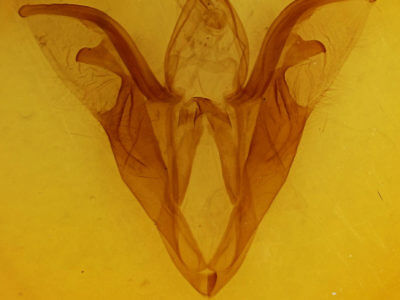 genitalia view of adult Catocala relicta