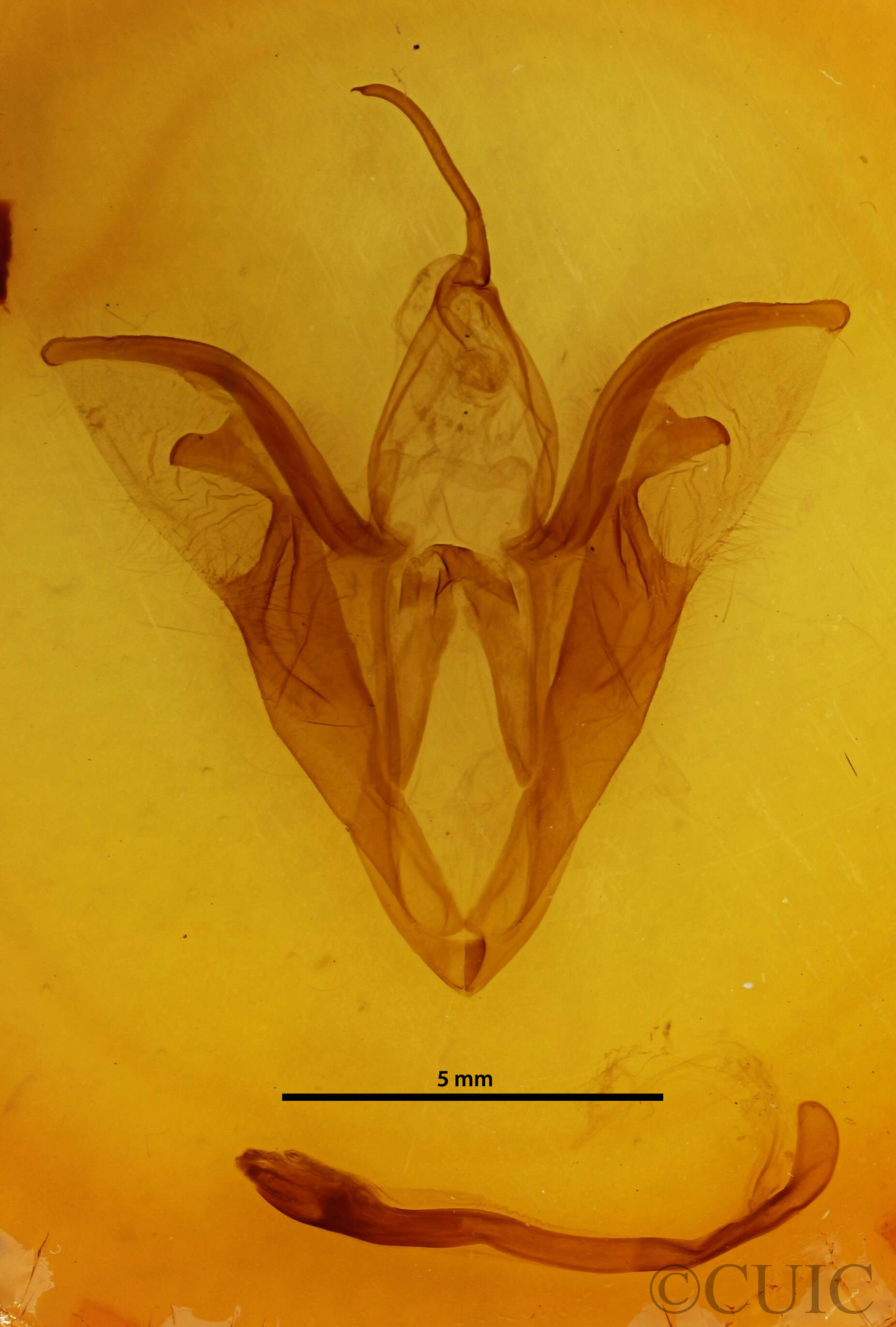genitalia view of adult Catocala relicta