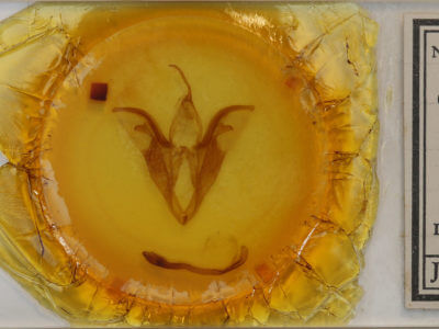 slide view of adult Catocala relicta