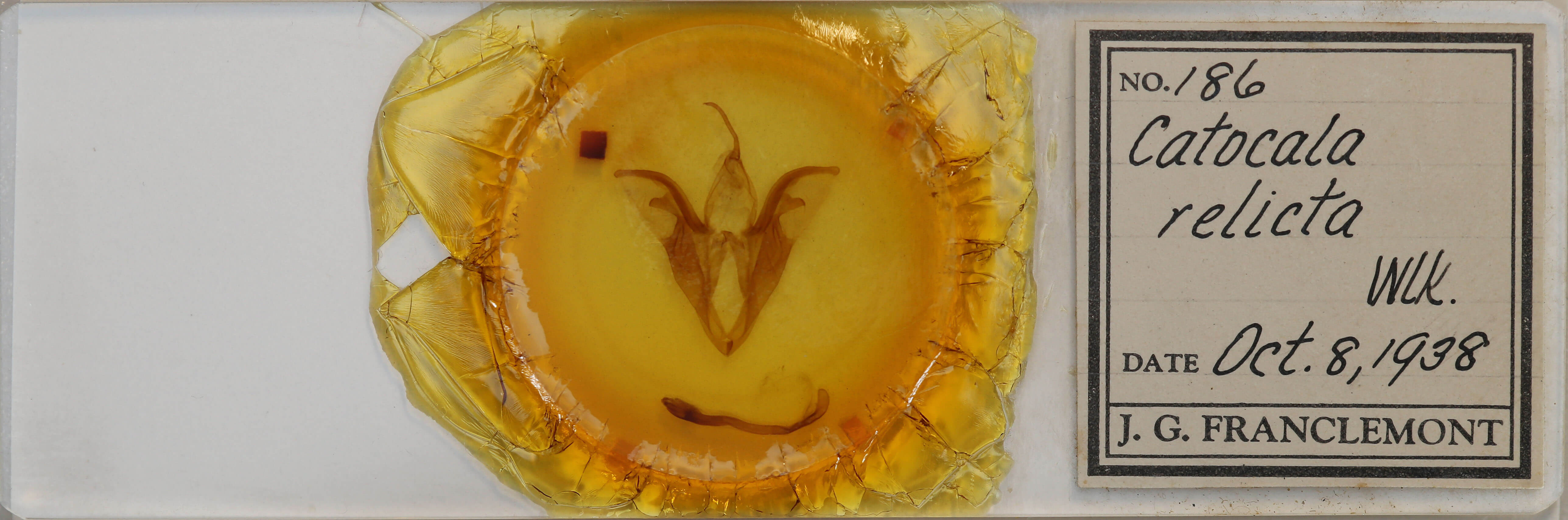 slide view of adult Catocala relicta