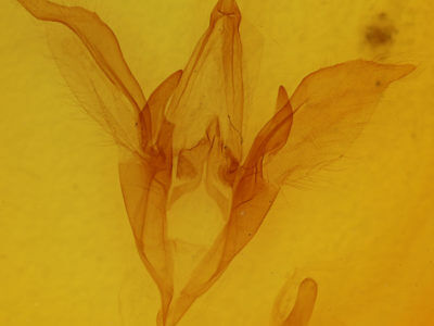 genitalia view of adult Catocala residua