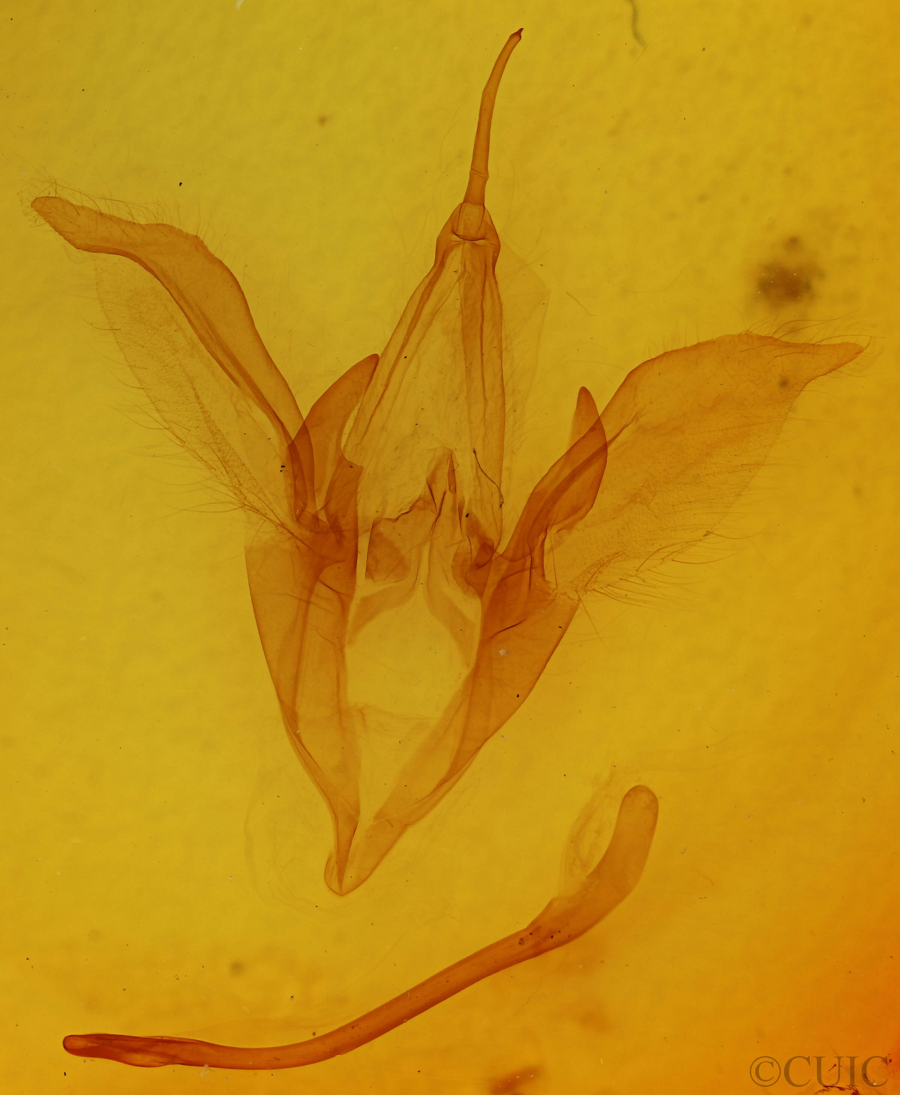 genitalia view of adult Catocala residua