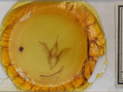 slide view of adult Catocala residua