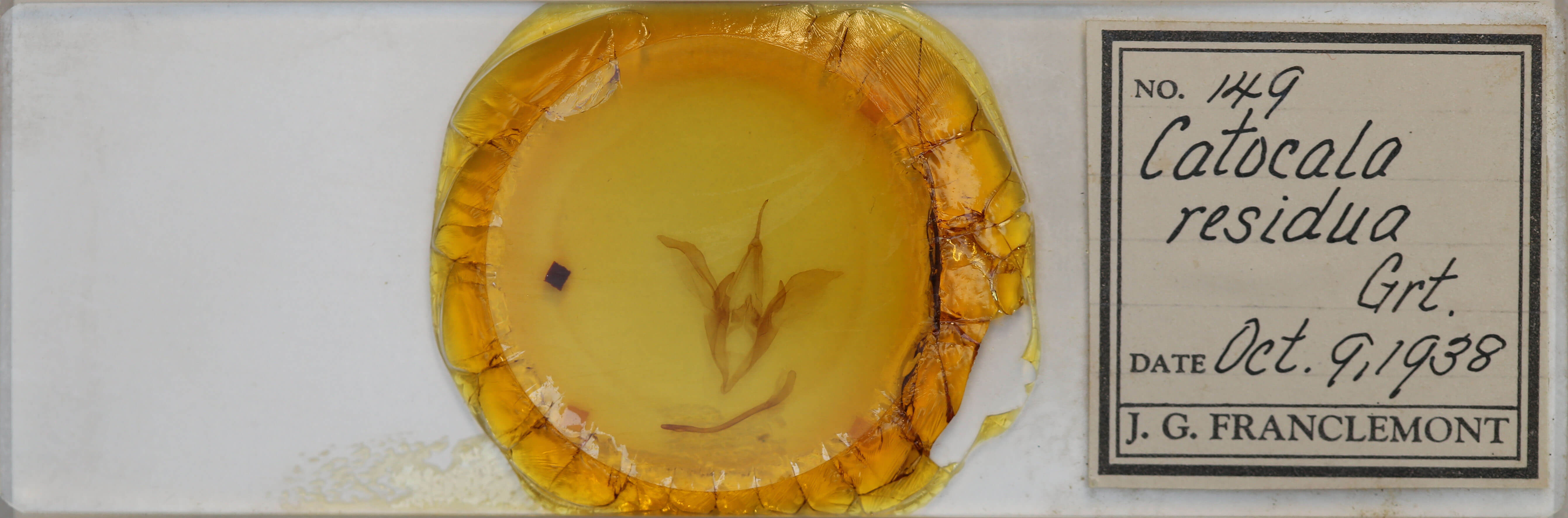 slide view of adult Catocala residua