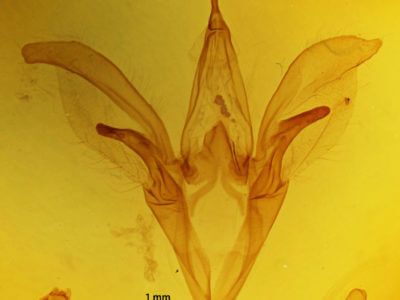 genitalia view of adult Catocala retecta