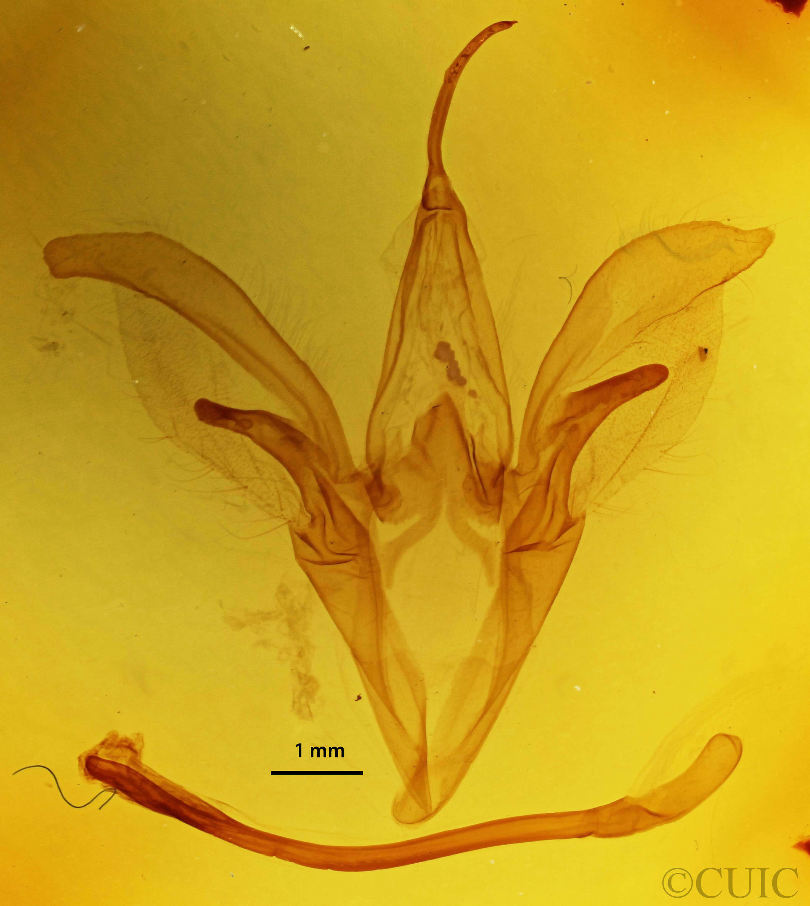genitalia view of adult Catocala retecta