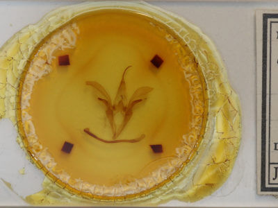 slide view of adult Catocala retecta