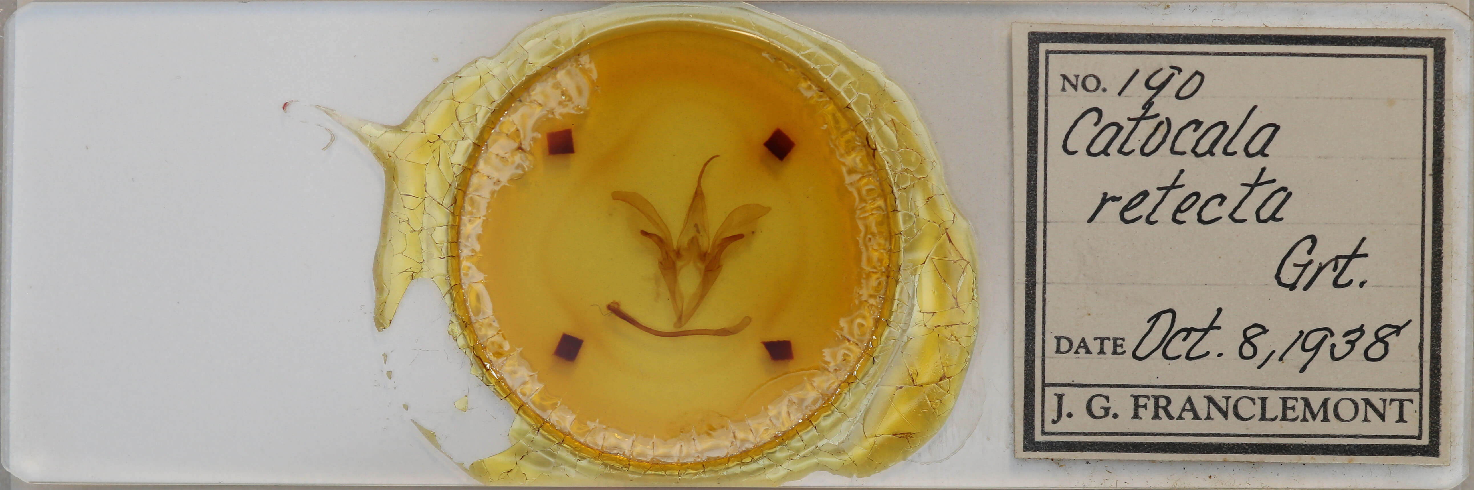 slide view of adult Catocala retecta