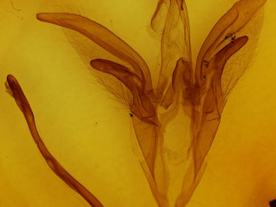 slide view of adult Catocala subnata