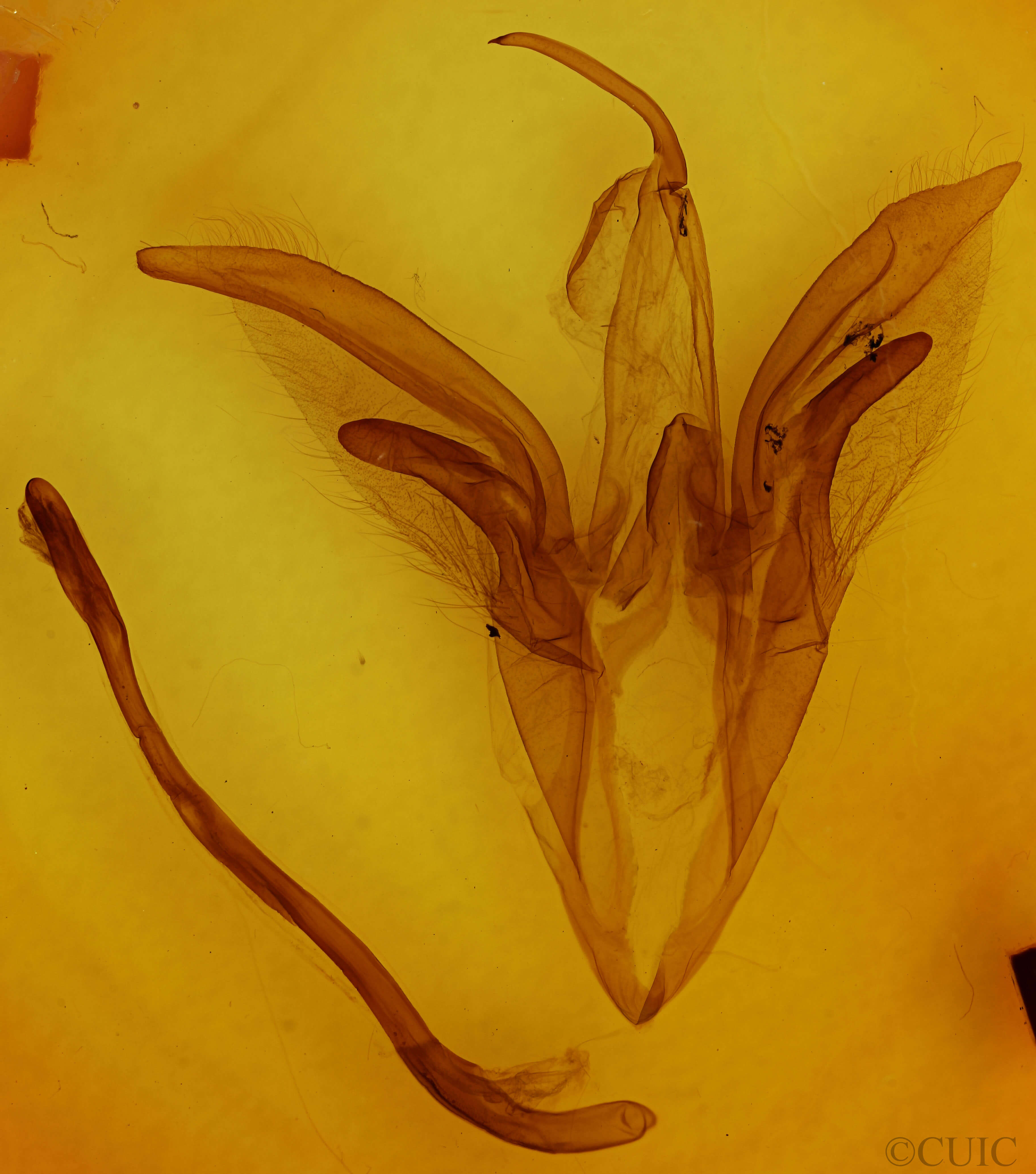 slide view of adult Catocala subnata