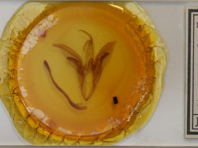 slide view of adult Catocala subnata