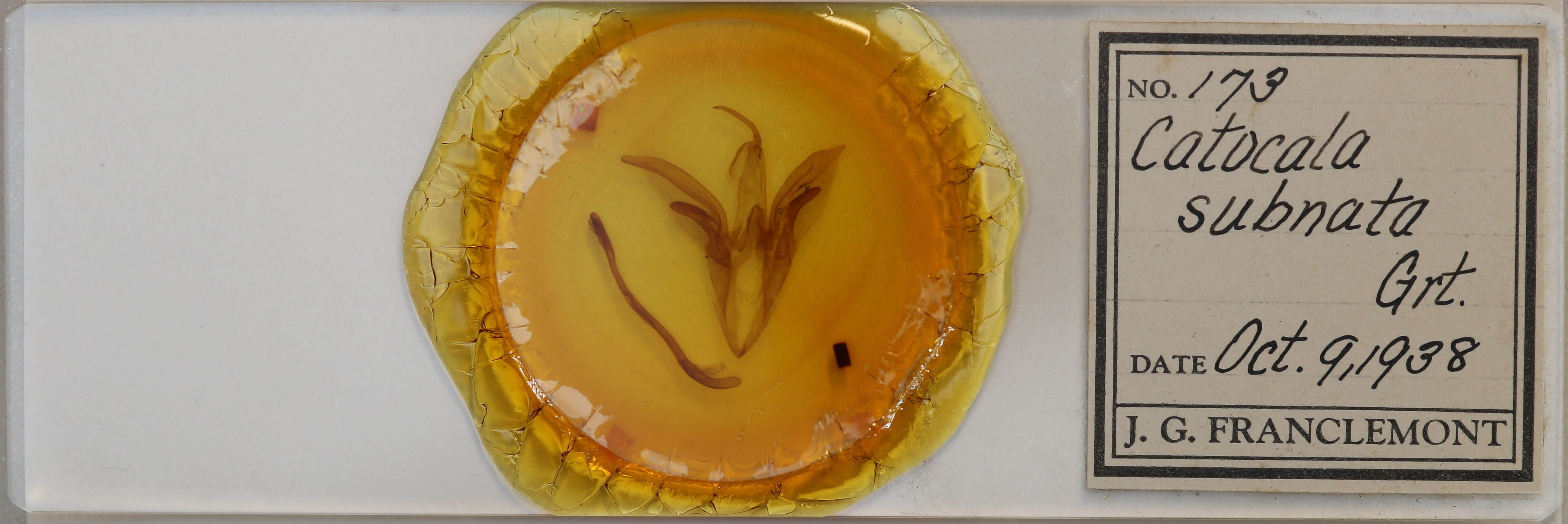 slide view of adult Catocala subnata