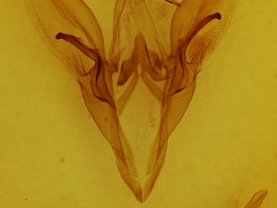 genitalia view of adult Catocala unijuga