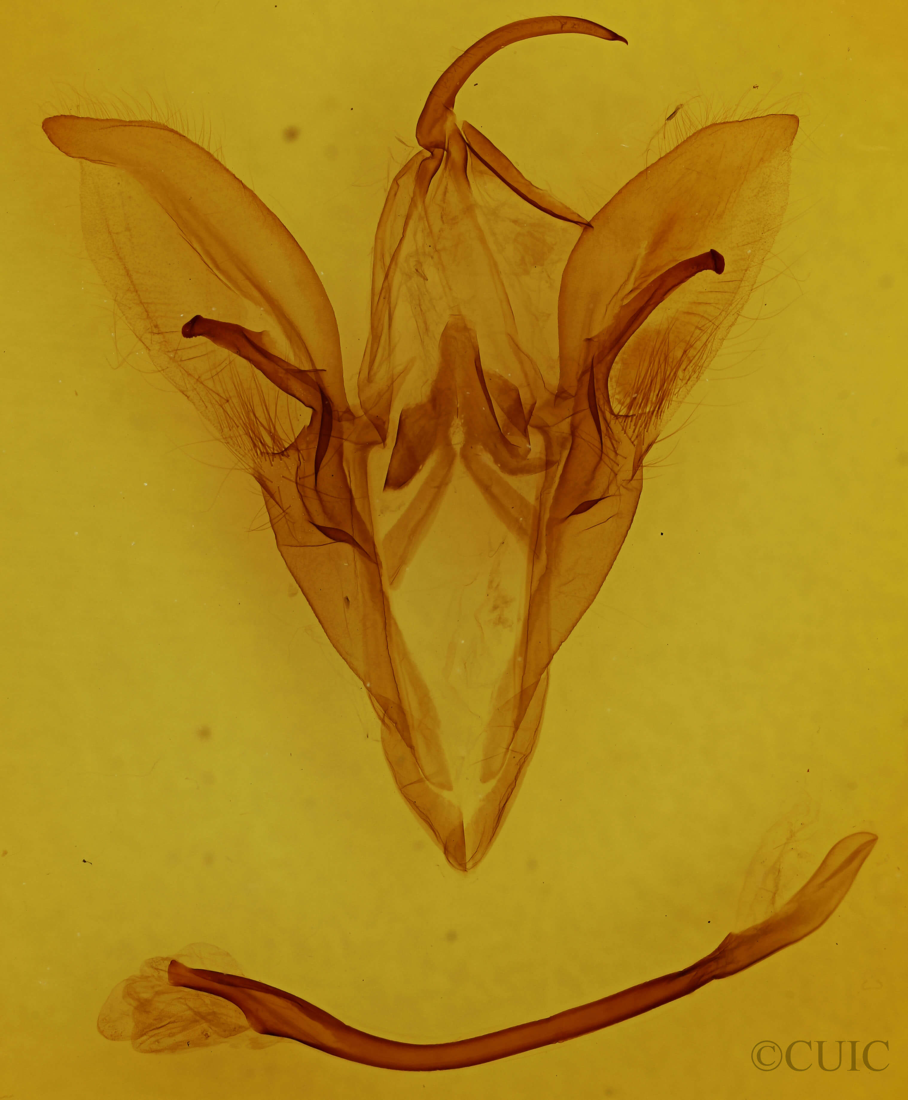 genitalia view of adult Catocala unijuga
