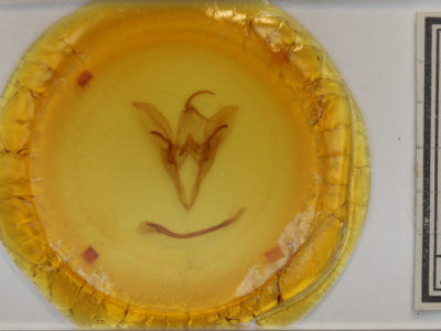 slide view of adult Catocala unijuga