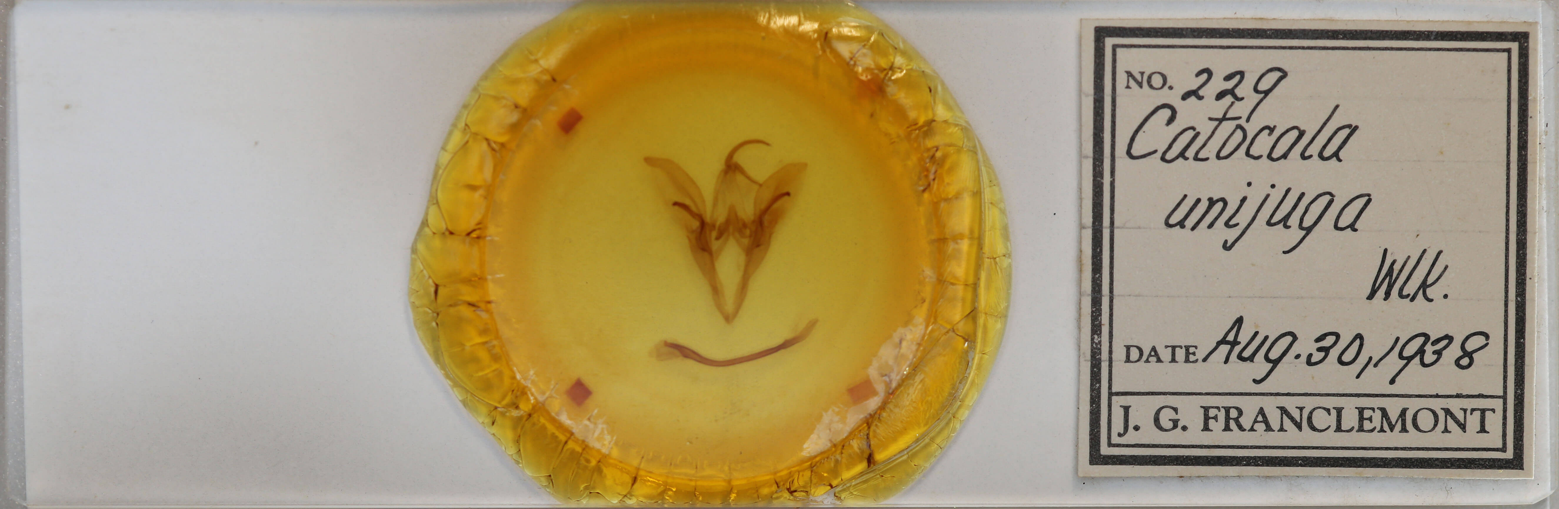 slide view of adult Catocala unijuga