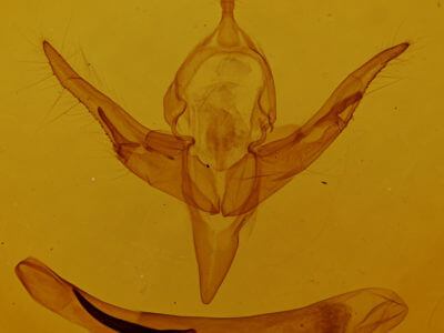 genitalia view of adult Chaetaglaea sericea