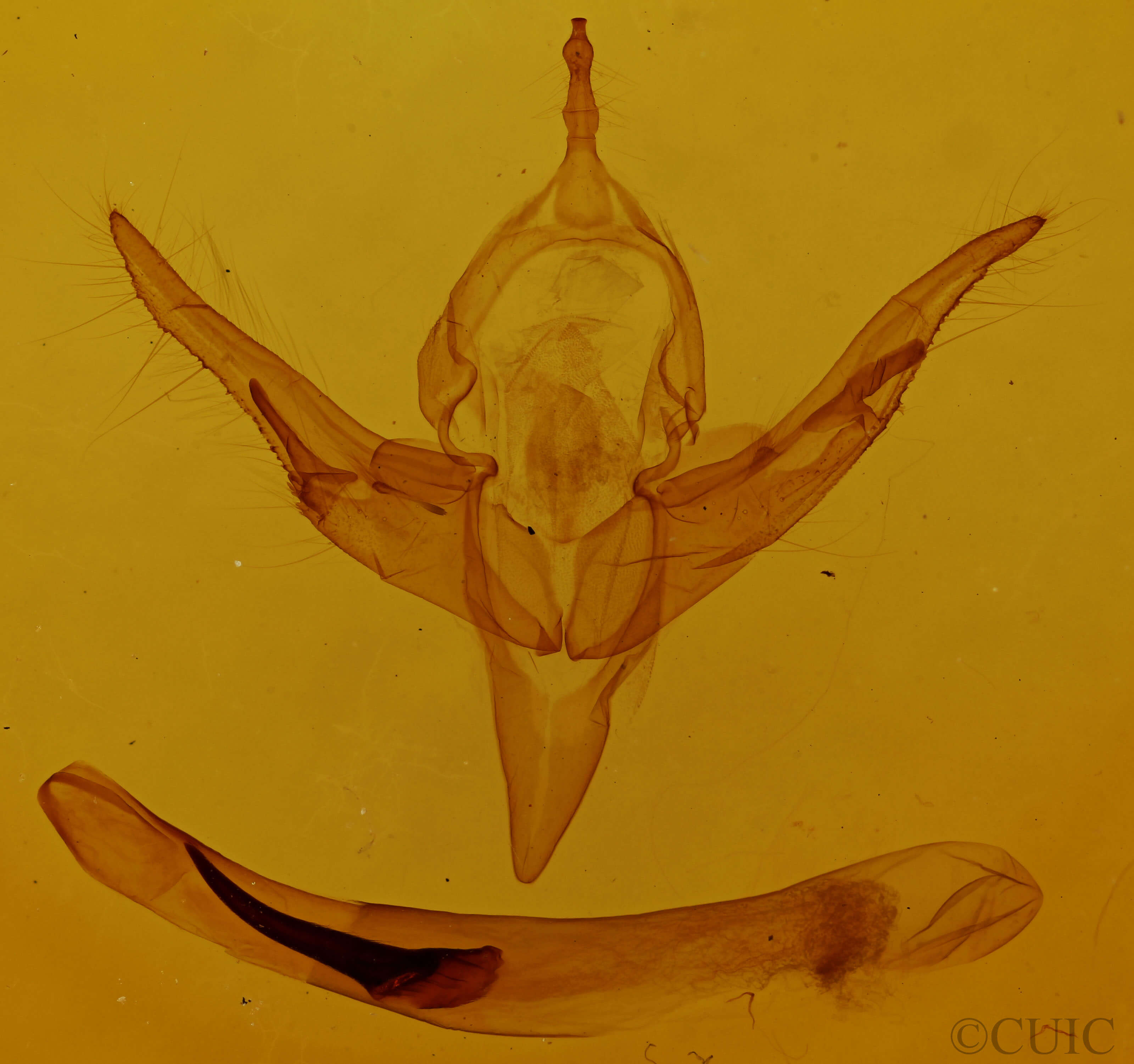 genitalia view of adult Chaetaglaea sericea