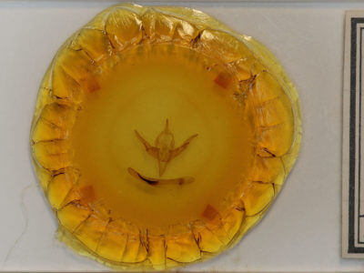 slide view of adult Chaetaglaea sericea