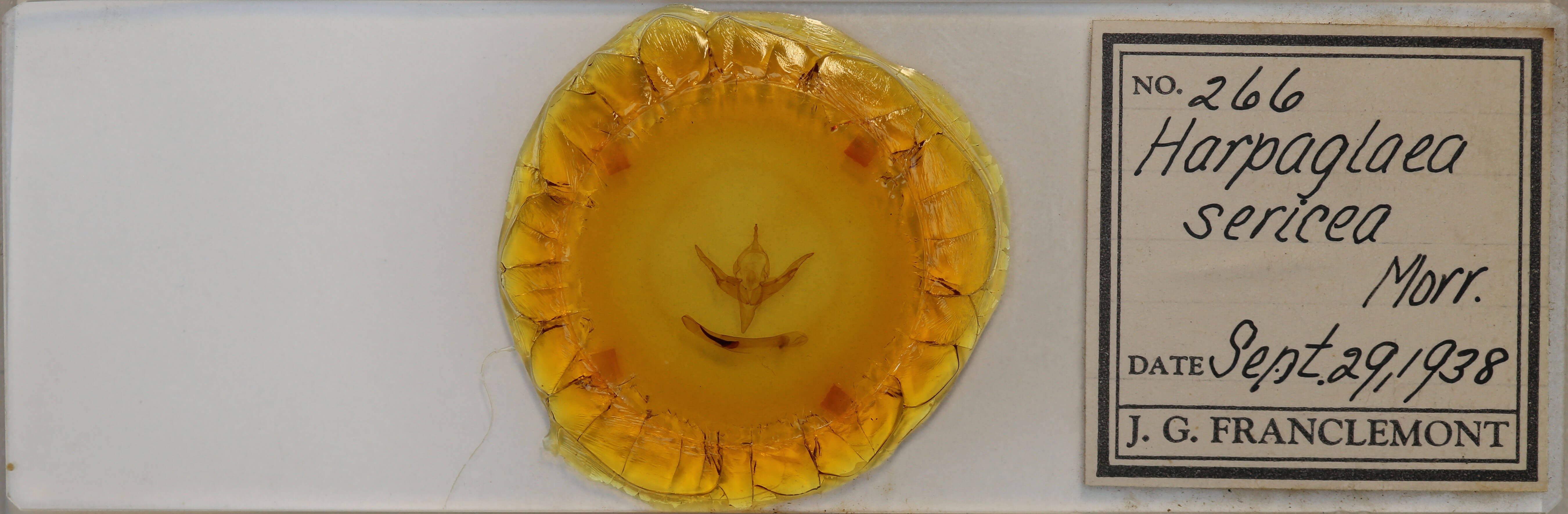 slide view of adult Chaetaglaea sericea