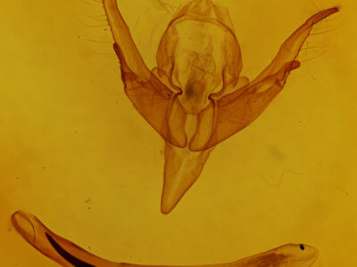 genitalia view of adult Chaetaglaea sericea