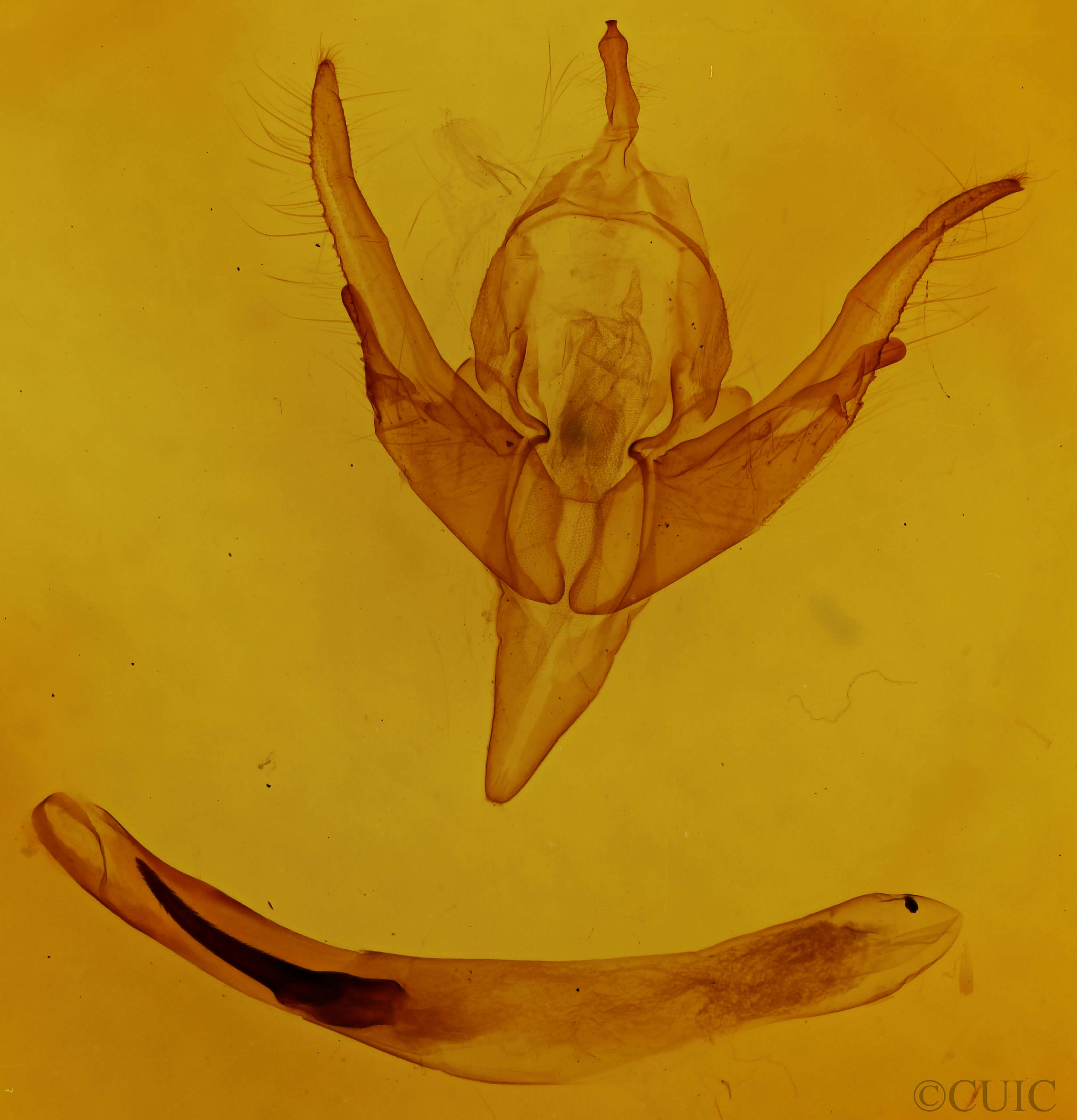 genitalia view of adult Chaetaglaea sericea