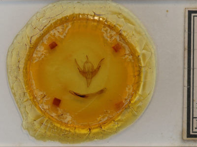 slide view of adult Chaetaglaea sericea