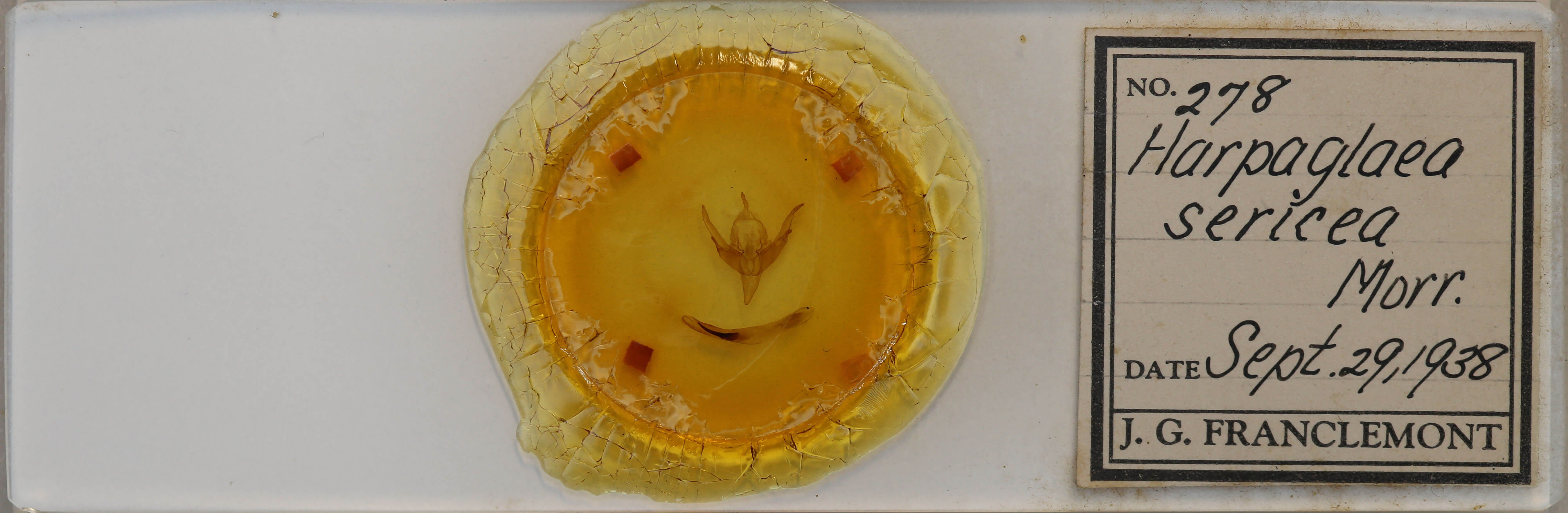 slide view of adult Chaetaglaea sericea