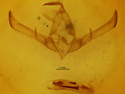genitalia view of adult Cucullia convexipennis