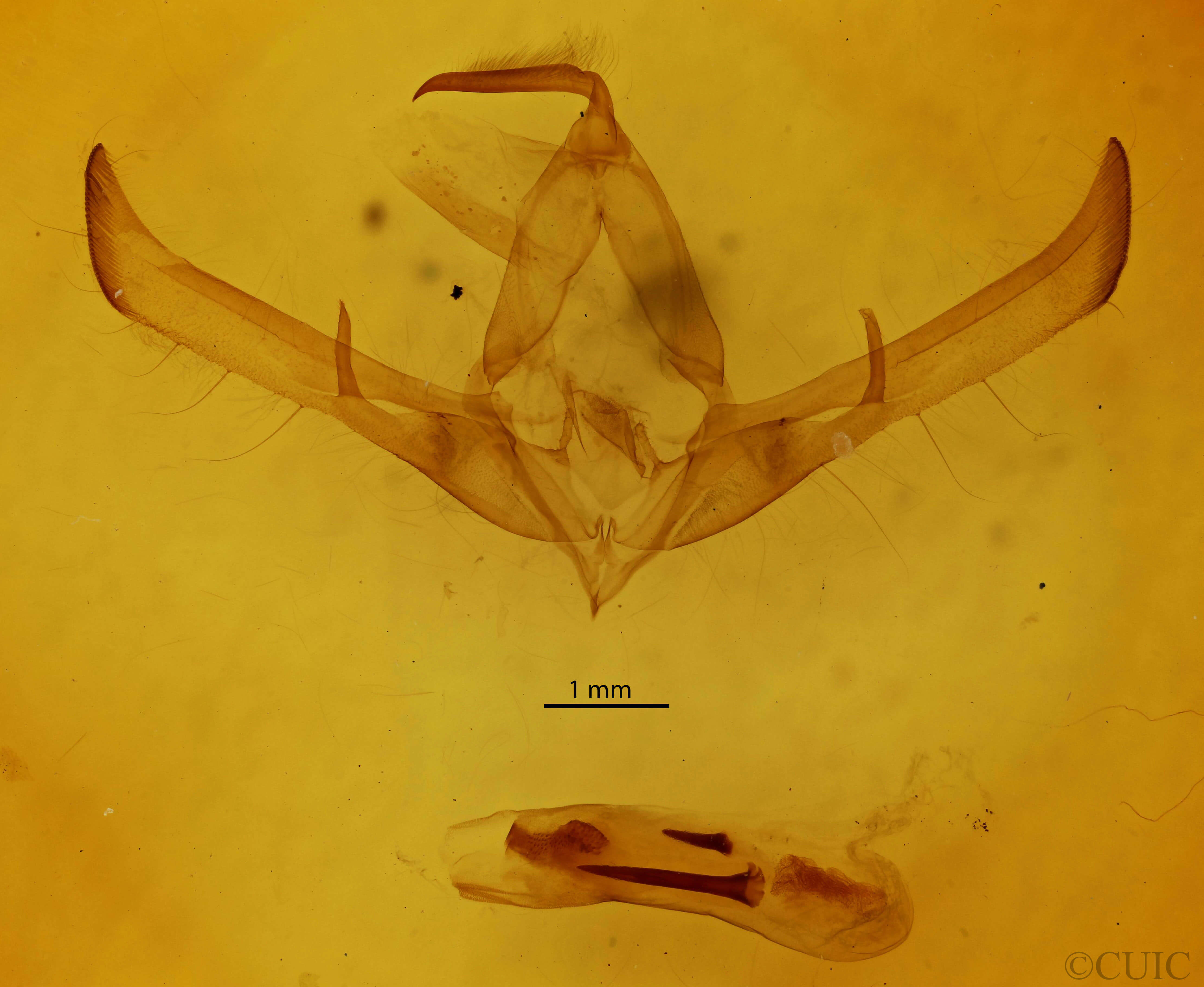 genitalia view of adult Cucullia convexipennis