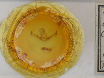 slide view of adult Cucullia convexipennis